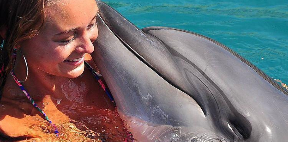 Swimming With Dolphins